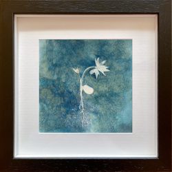 Paeonia ludlowii seedling – Cyanotype Original