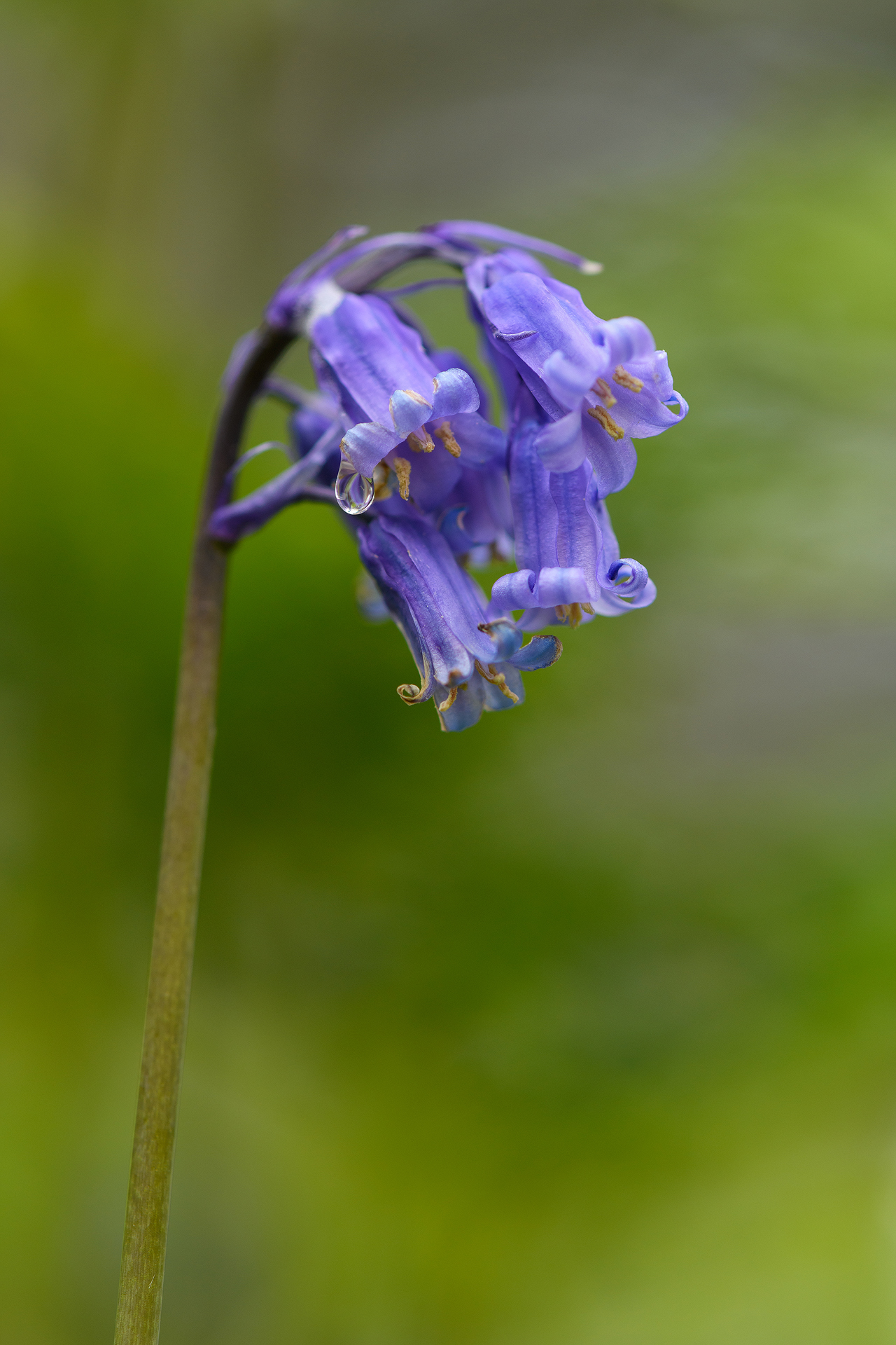 Ageing Bluebell