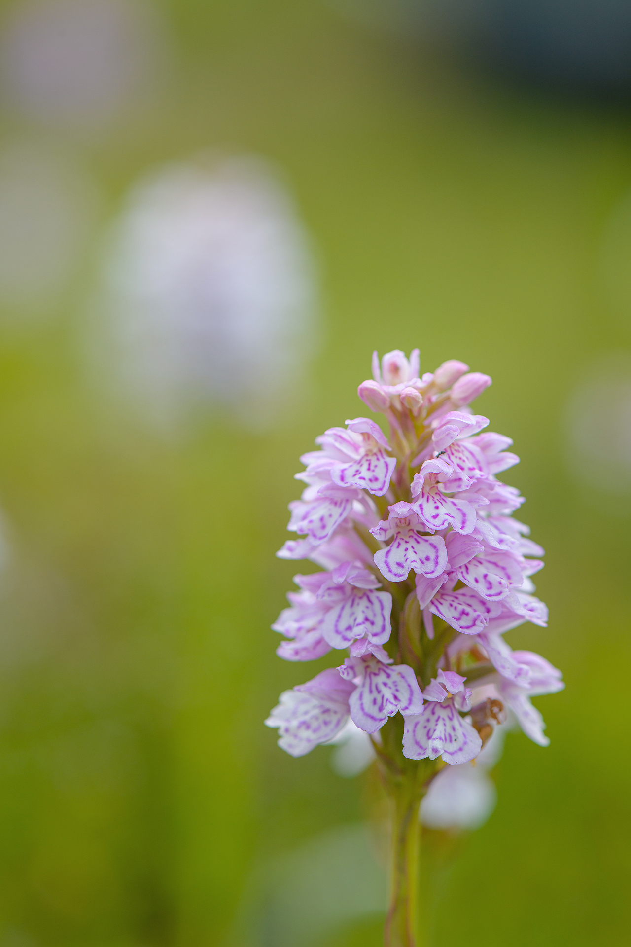 Wild Orchid, Cairngorms