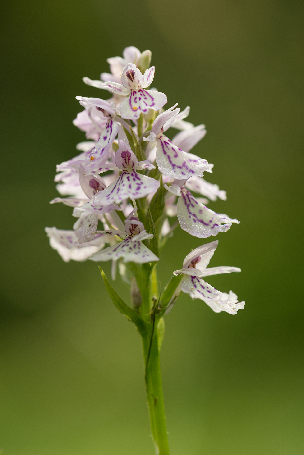 Wild Orchid, Glen Affric