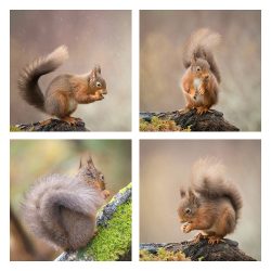 Handmade Greeting Card Pack – square – Squirrels