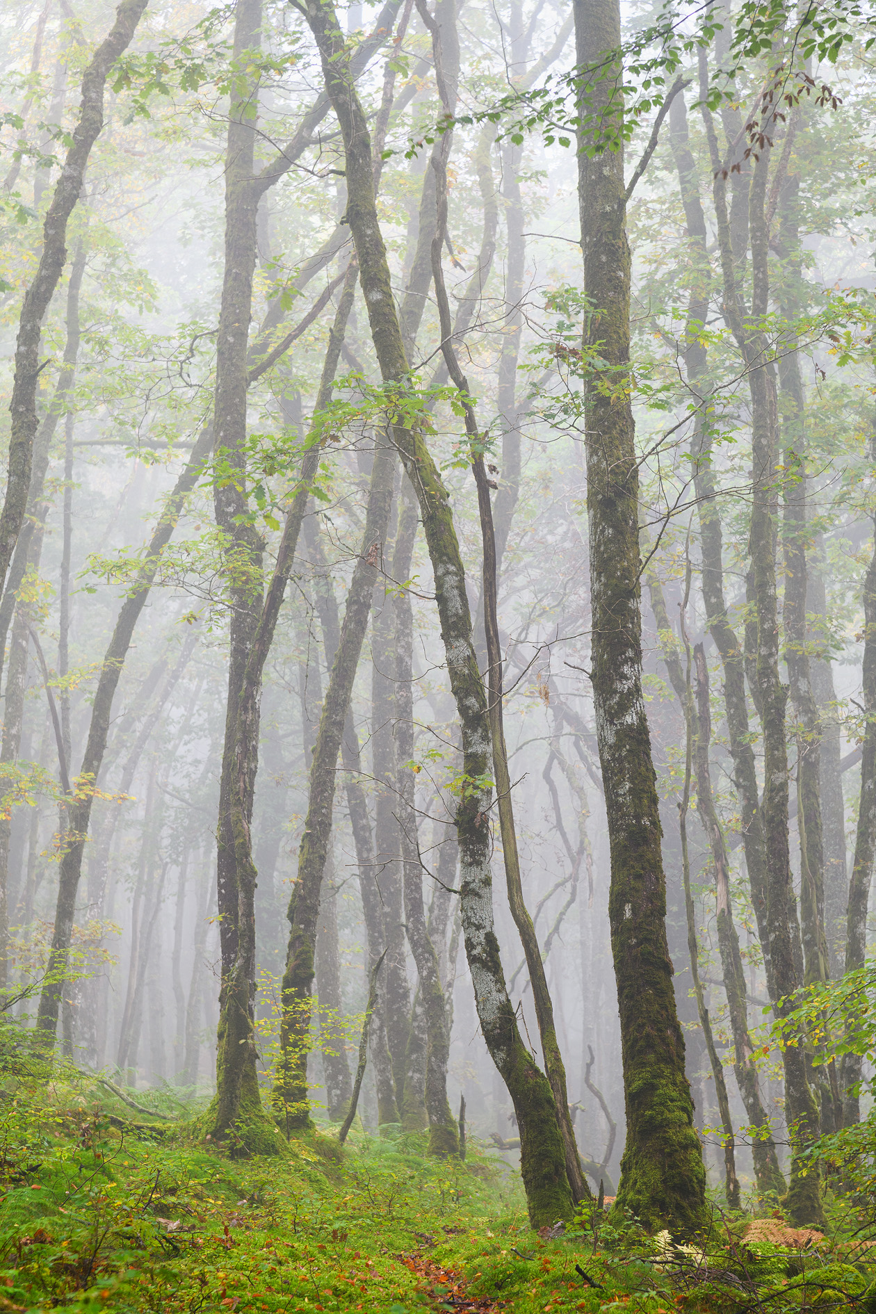 Woodland Mist, Comrie