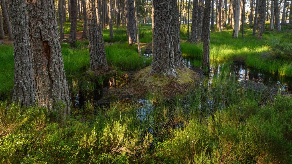 Pine Wood Cairngorms