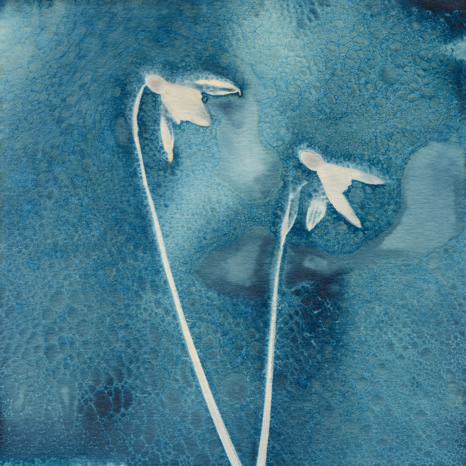 Galanthus nivalis - Snowdrops