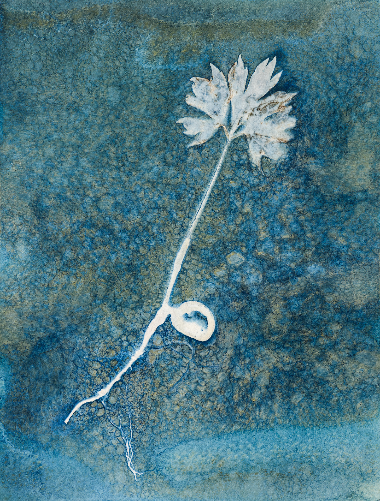 Paeonia ludlowii – tree peony seedling portrait