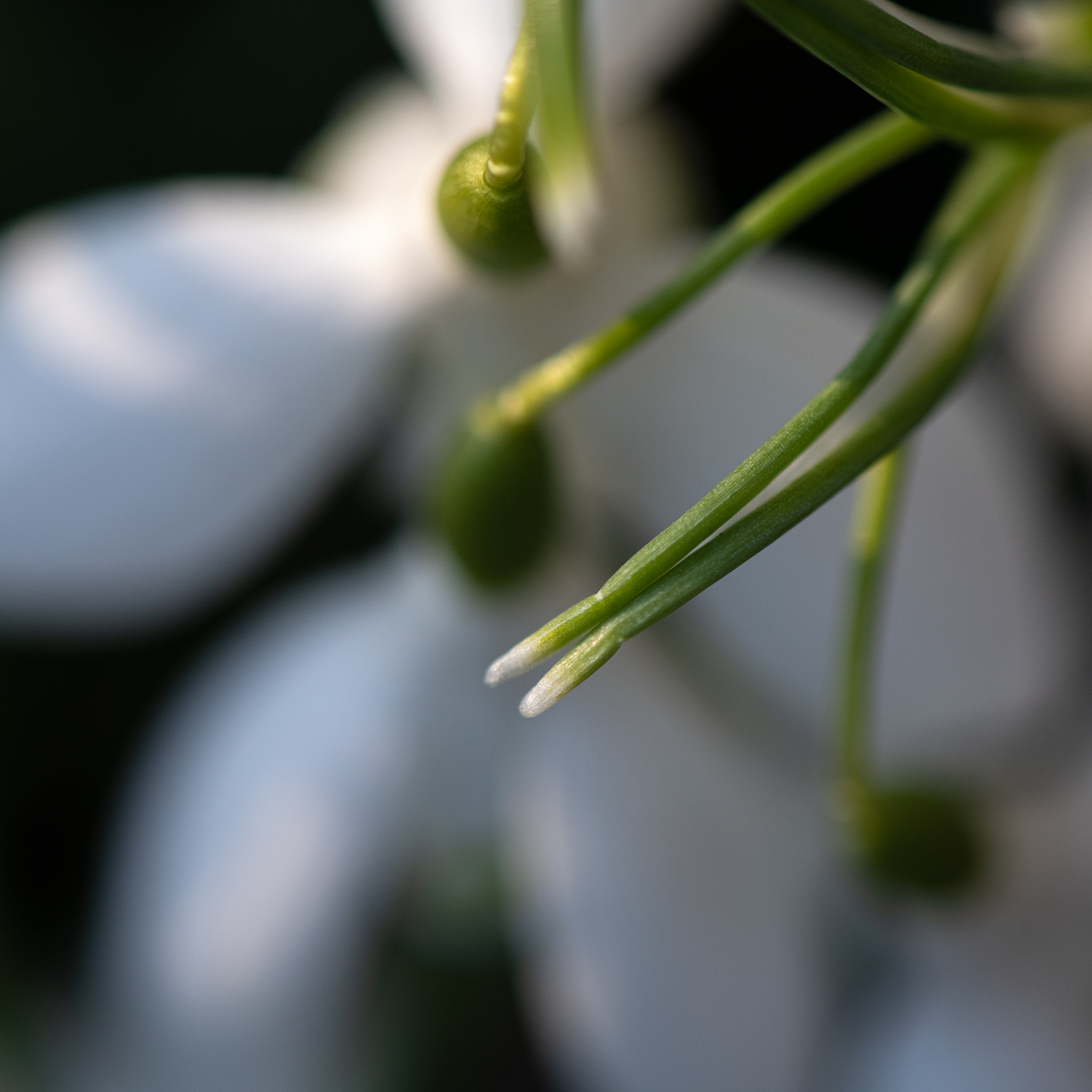 Snowdrop Abstract