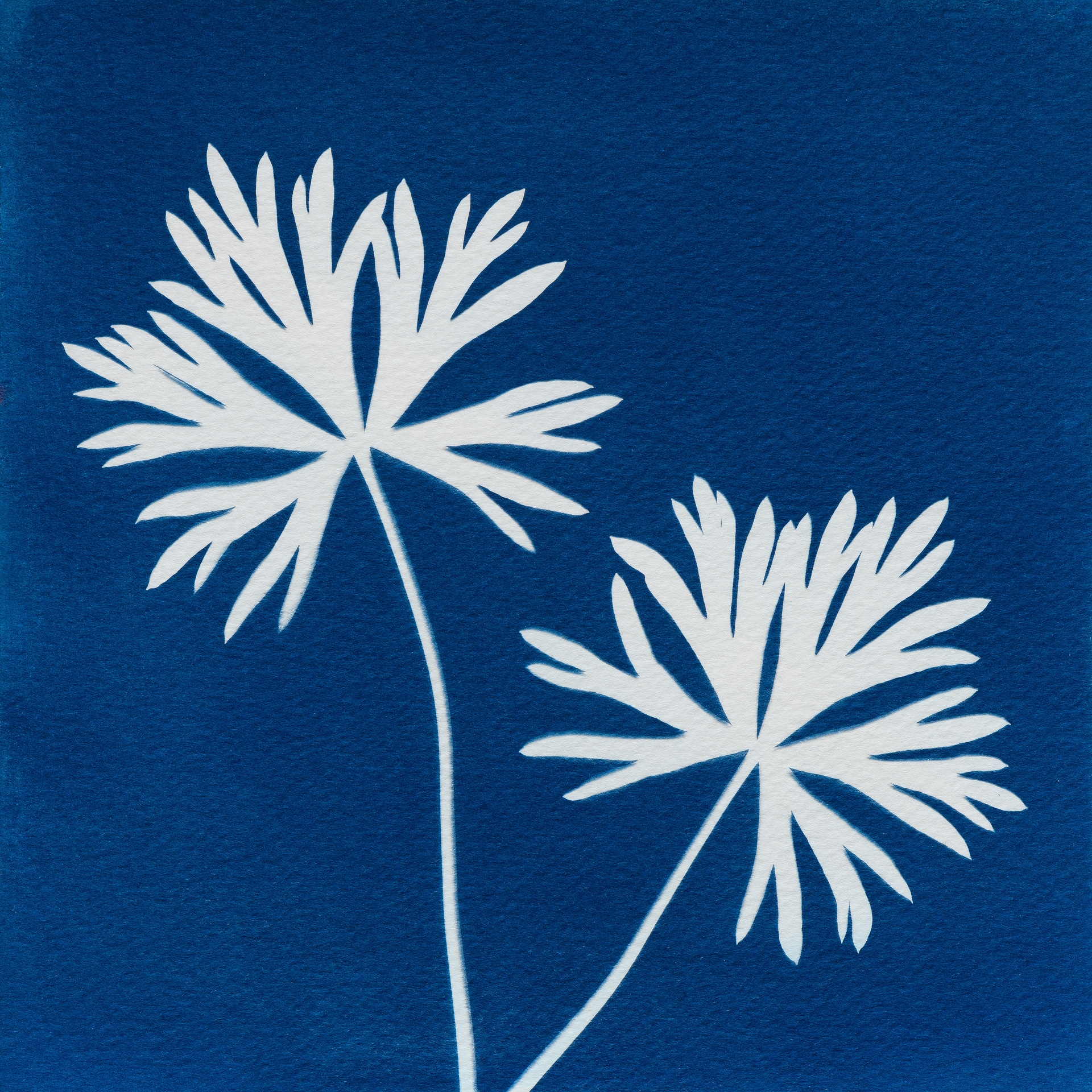 Life Images by Jill: Experimenting with wet cyanotype