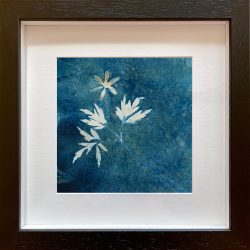 Anemone nemorosa – Wood anemone – Cyanotype Original