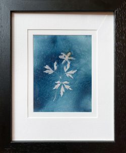 Anemone nemorosa – small  – Cyanotype Original