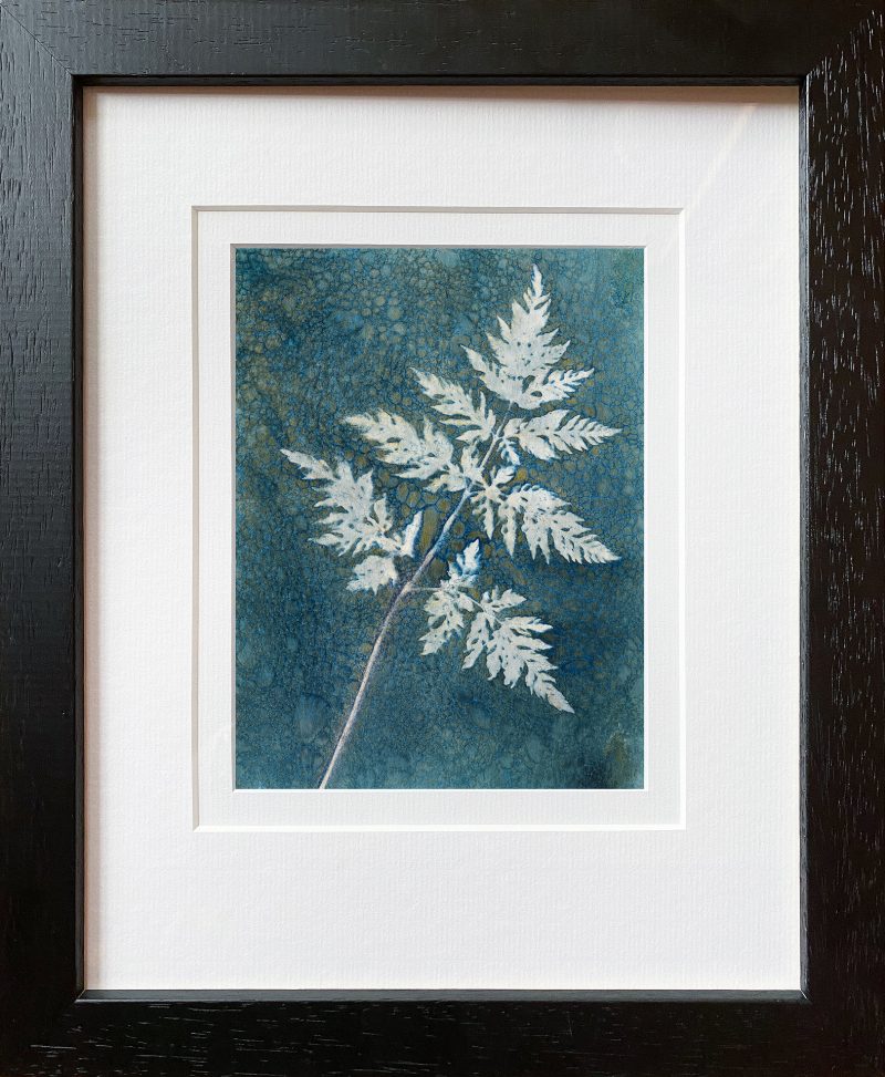 Anthriscus sylvestris- Cow parsley leaf - frame black