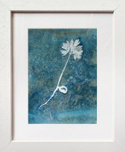 Paeonia ludlowii – tree peony seedling portrait – Cyanotype Original