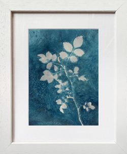 Rose leaves – Cyanotype Original