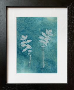 Sanguisorba officinalis – Cyanotype Original