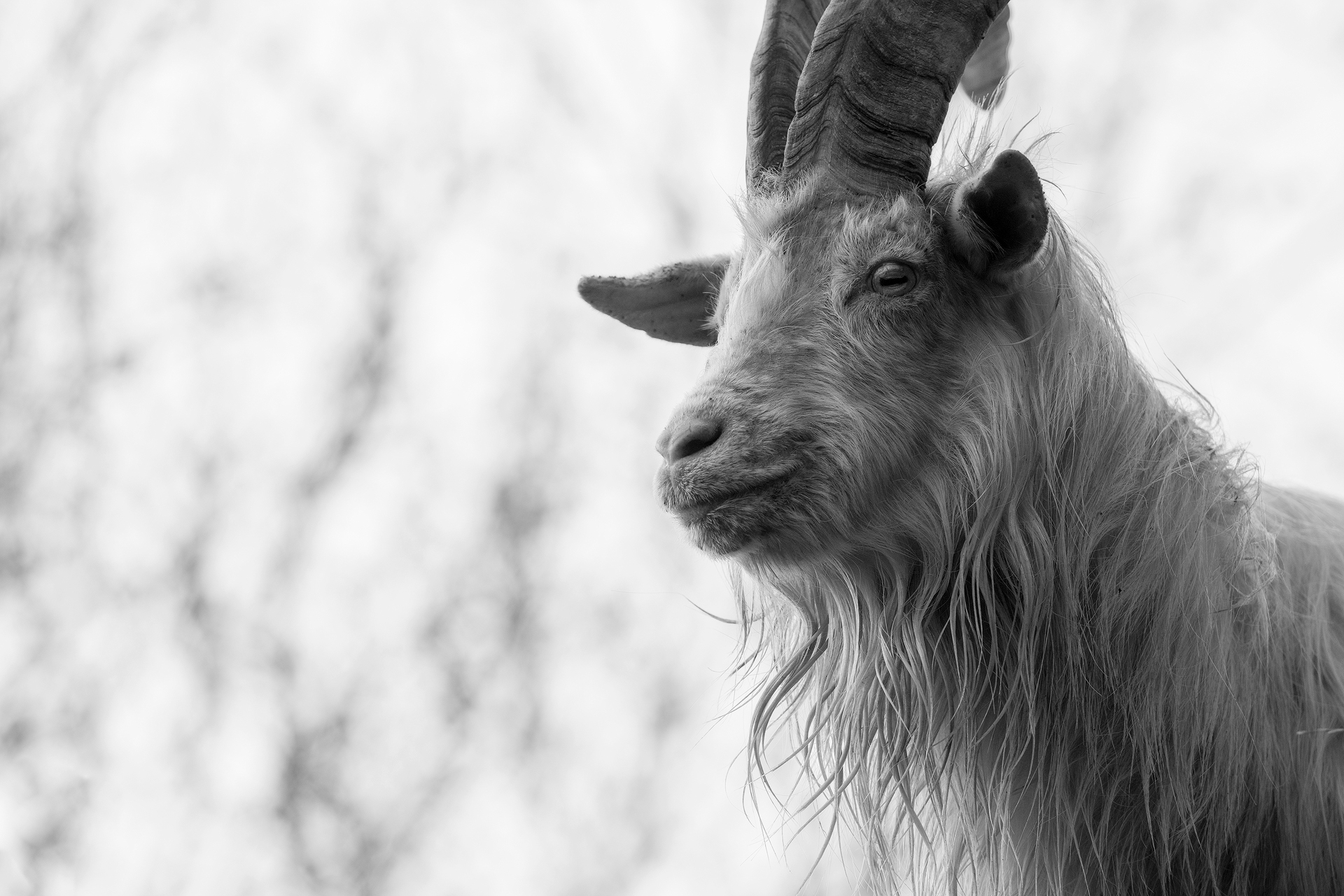 Ferral Goat, Isle of Mull