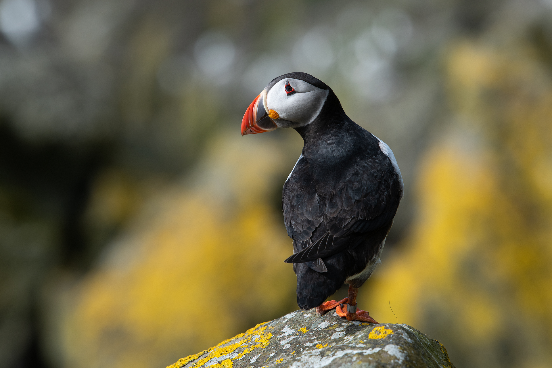 Looking back – Puffin Therapy