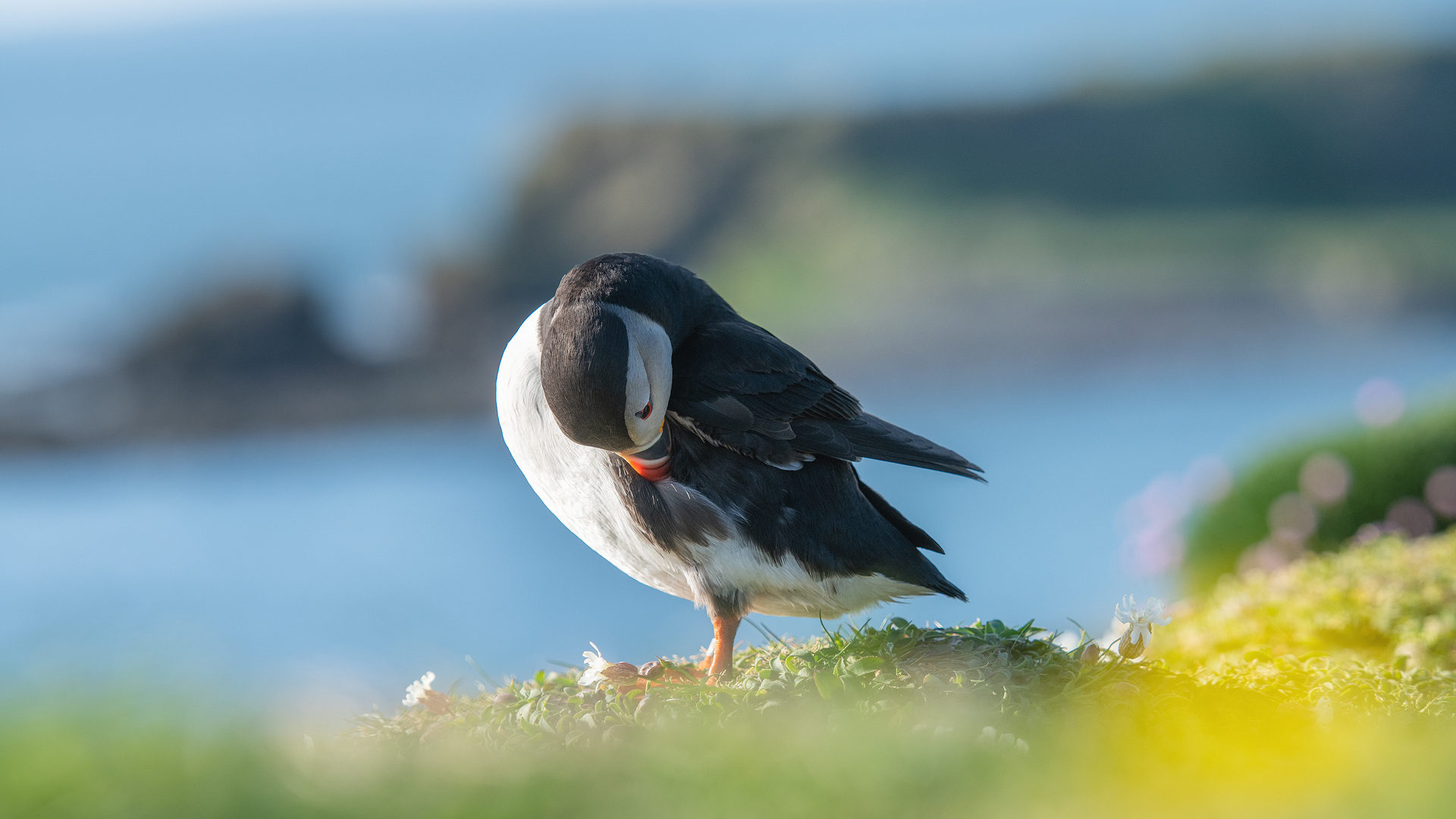 Puffin grooming