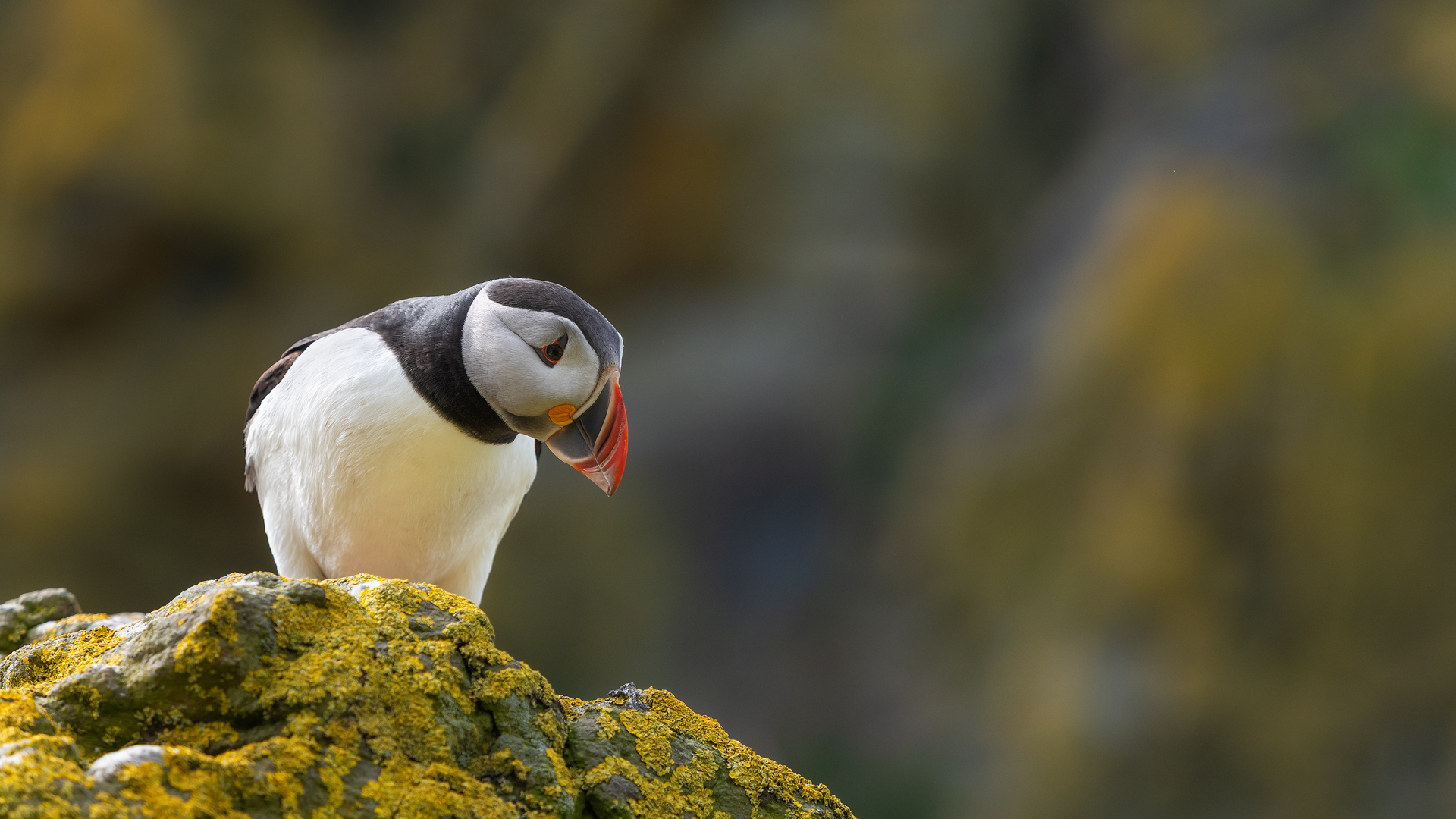Puffin in warm light