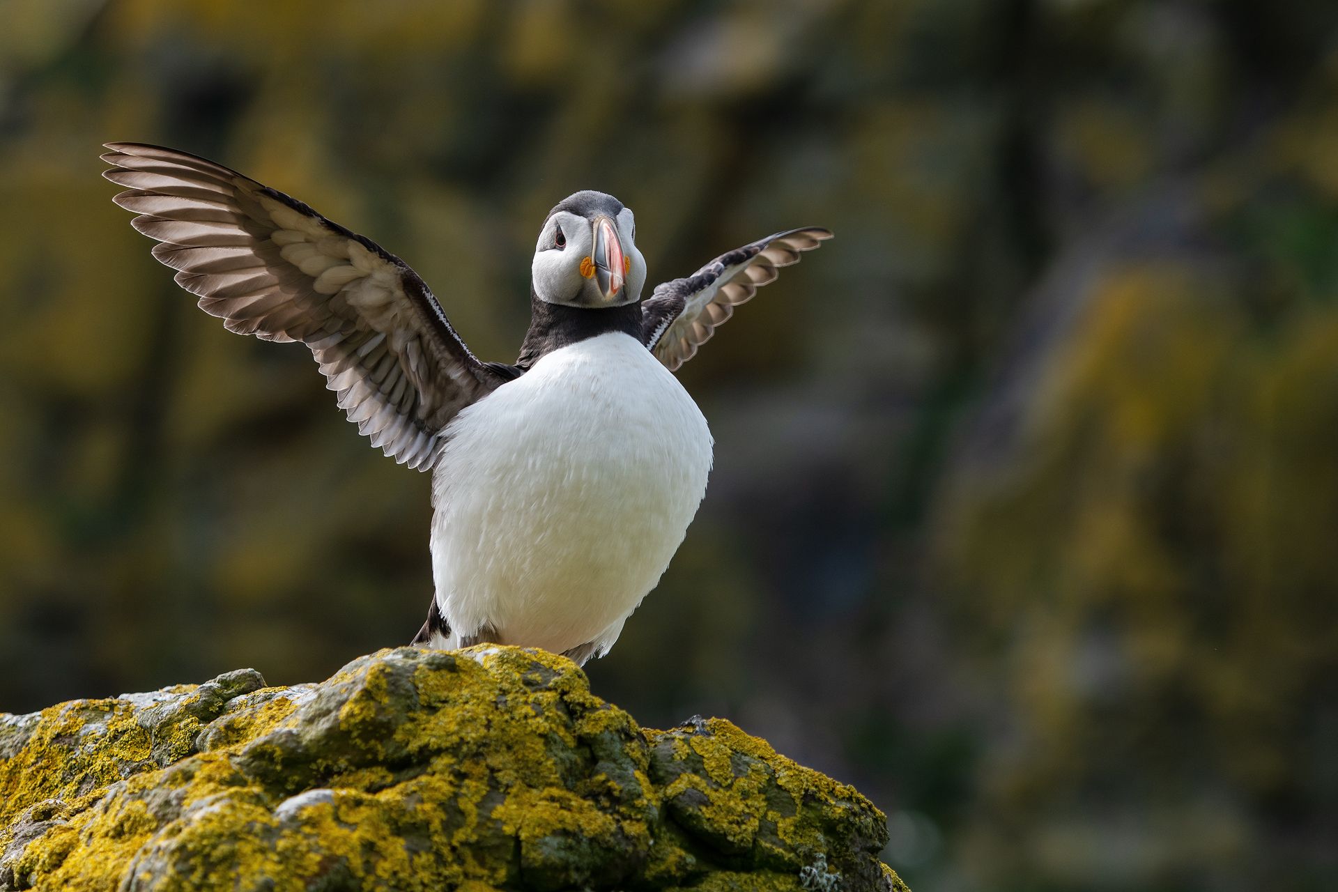 Spreading the wings – puffin on Lunga