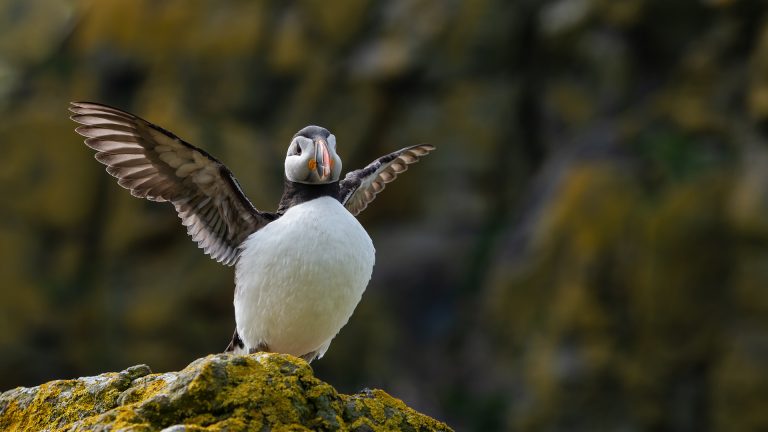Spreading the wings - puffin on Lunga