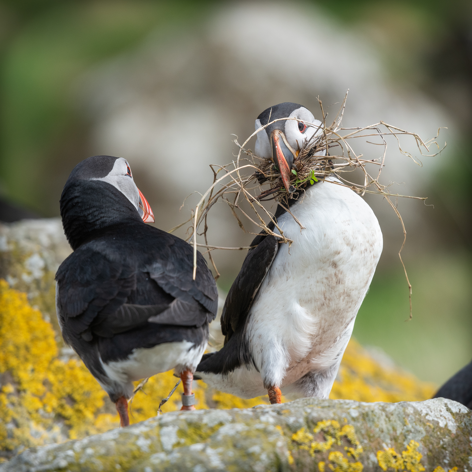 The bedding present – Puffins on Lunga