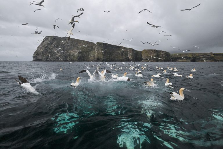 Gannets feeding, Shetland